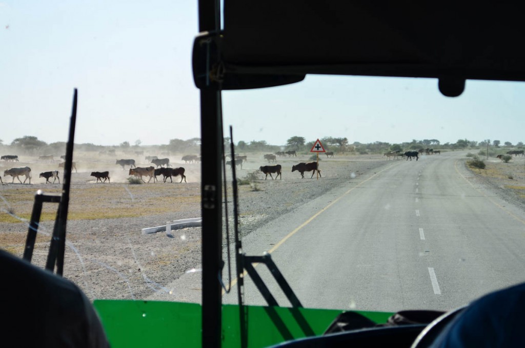 The bus honks and slows down as a cattle of cows crosses the road. A cow once decided to stay where it was and in order to dodge the animal, we ended up on the gravel next to the road.