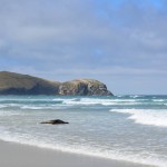 Waiting for the waves to cover it completely — and off it was, swallowed by the sea